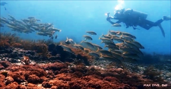 バリ島パダンバイ，アカヒメジの群れ