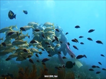 バリ島パダンバイ，アカヒメジの群れ