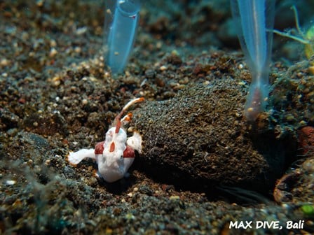 バリ島クマドリカエルアンコウ，antennarius maculatus, warty frogfish
