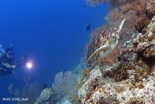 アオウミガメ、バリ島ムンジャンガン島のコーラルガーデンポイント