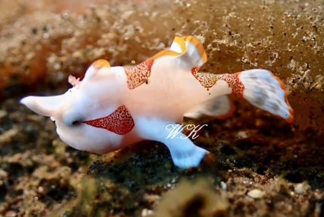 クマドリカエルアンコウ,Antennarius maculatus , Warty frogfish