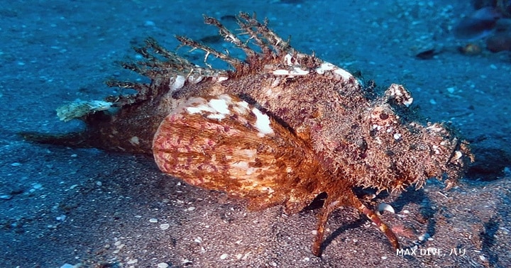 バリ島ヒメオニオコゼ、歩く魚,　Inimicus didactylus