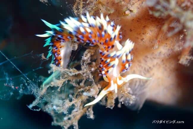 ヒブサミノウミウシ、caloria indica