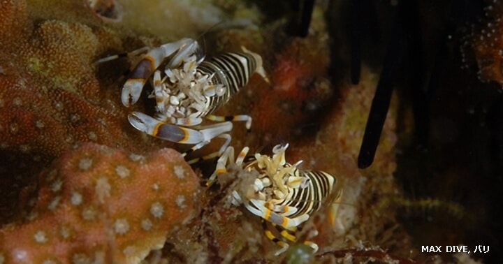 ヨコシマエビのペア,バリ島トランベン,Gnathophyllum americanum, striped bumblebee shrimp