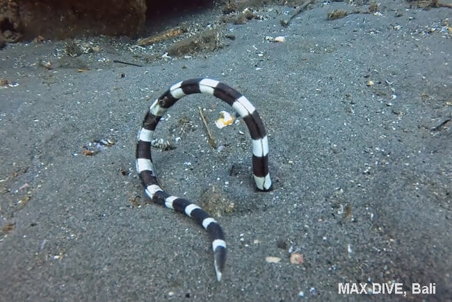 シマウミヘビ、banded snake eel ・Harlequin snake eel, パダンバイ・ジェティ