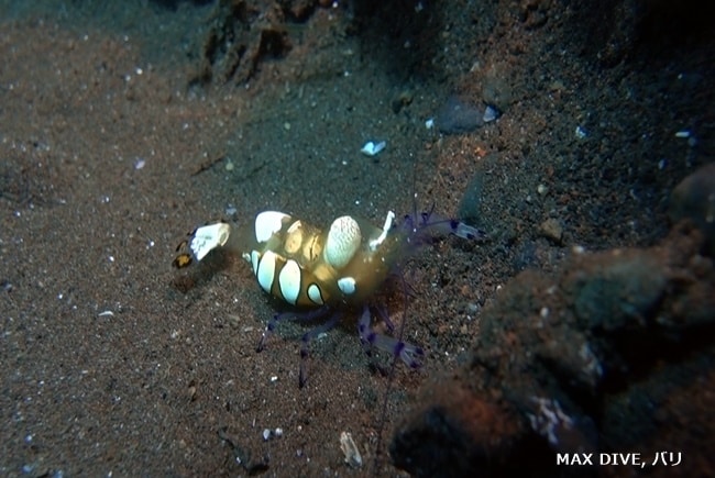 Anemone shrimp, イソギンチャクエビ,　バリ島トランベン，スラヤ