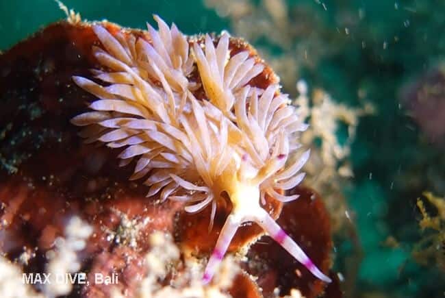 pteraeolidia semperi complex , ムカデミノウミウシ種群コンプレックス、パダンバイ・ジェティ(Jetty)