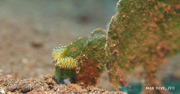 ミナミアオモウミウシ，costasiella sp 5, バリ島ムラスティ