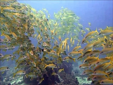 バリ島テペコンで見たキンセンフエダイの大きな群れ