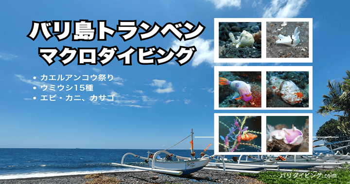 バリ島トランベンでマクロダイビング、カエルアンコウ祭りにウミウシ