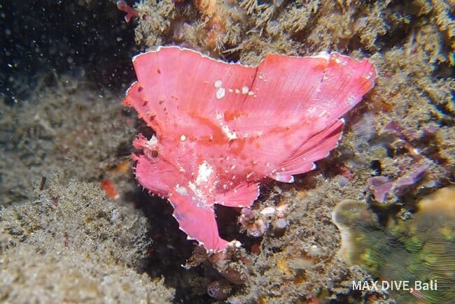 ハダカハオコゼ
横向き
