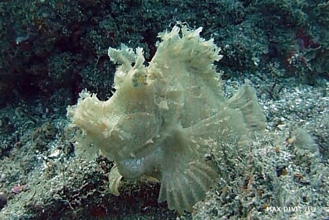 ボロカサゴ（Weedy scorpionfish/Rhinopias frondosa)