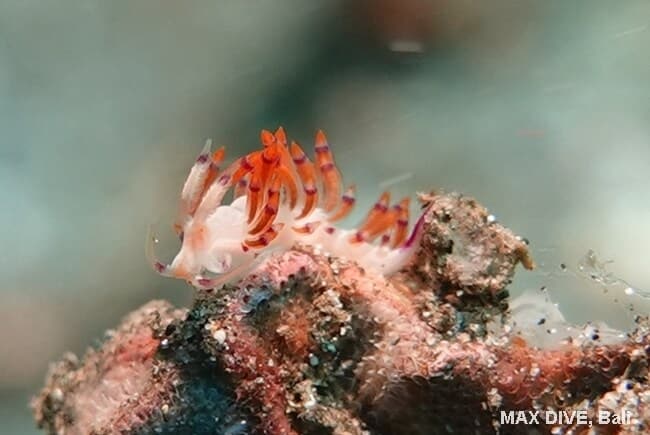 セスジミノモドキ, Coryphellina sp, パダンバイ・桟橋下Jetty