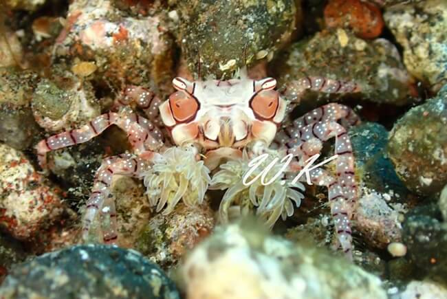 キンチャクガニ　boxer crab， lybia tessellata