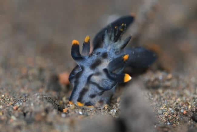ミズタマウミウシ属の一種３，バリ島トランベン