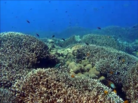 ヌサペニダSDポイントのサンゴ礁