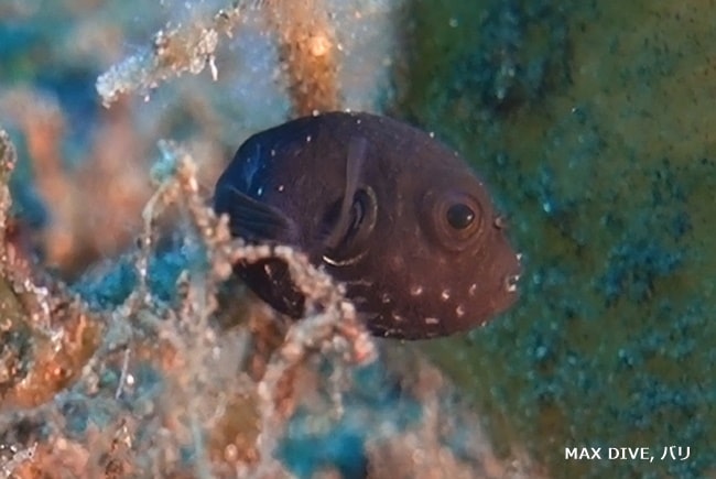 サザナミフグの幼魚，white spotted puffer fish juvenile，バリ島ムラスティ