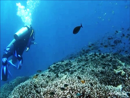 バリ島ヌサペニダ，サンゴの上をドリフトダイブ