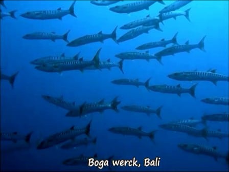 バリ島クブにある沈船ボガで見たバラクーダの群れ