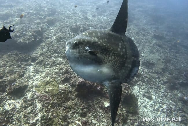 マンボウ、バリ島で7月にマンボウに遭遇