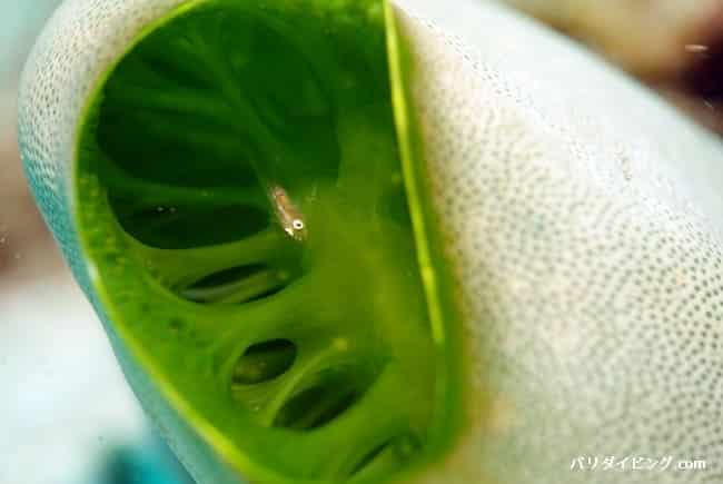 ホヤの中に隠れるウミタケハゼ