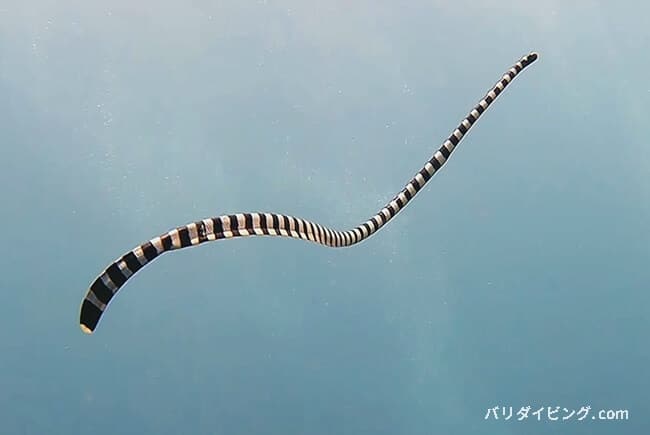 エラブウミヘビ、sea krait