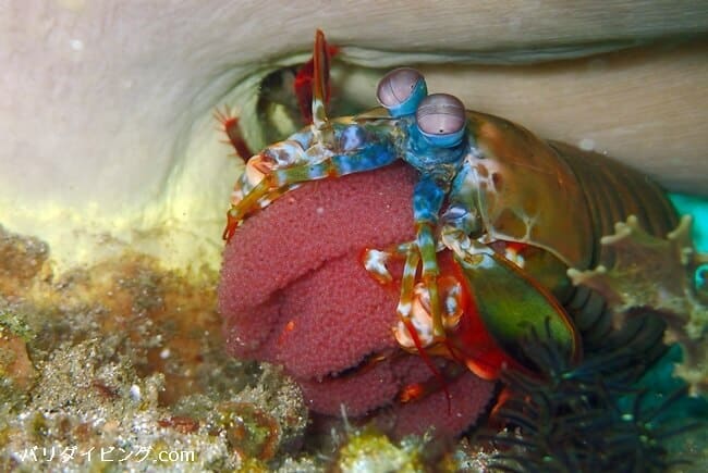 モンハナシャコとタマゴ