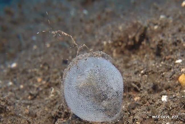 タマシキゴカイの卵塊の中にいたスナチゴミノウミウシ