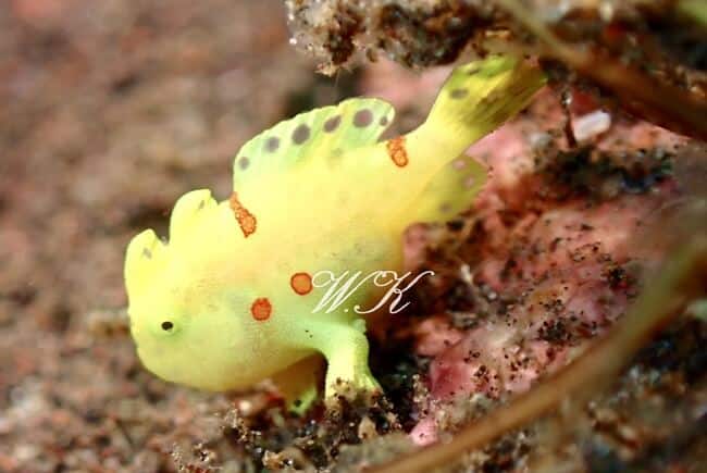 イロカエルアンコウ,Antennarius pictus, Painted frogfish