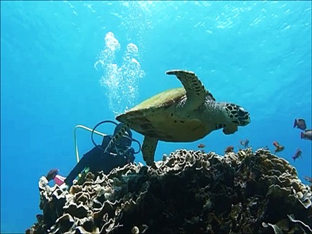 バリ島ヌサペニダでウミガメとダイビング