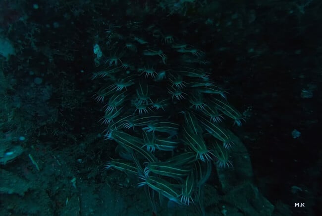 ゴンズイ，goproでバリ島アメッドの水中を撮影