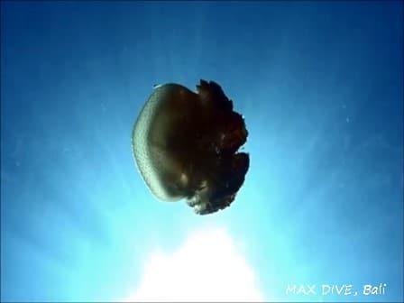 ナンヨウタコクラゲ,　white spotted jellyfish, バリ島トランベン