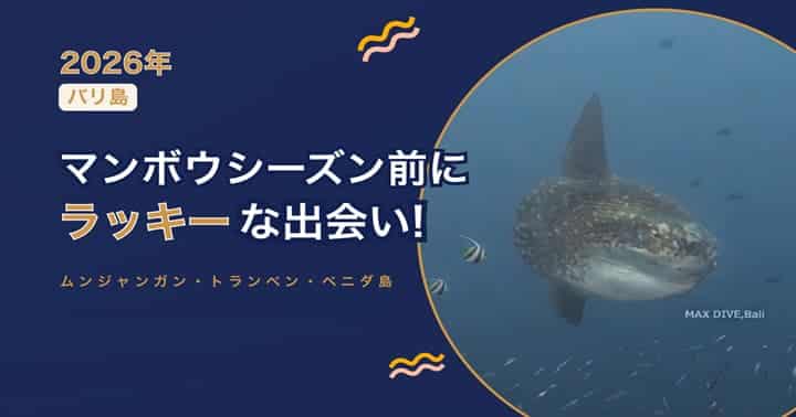 バリ島マンボウシーズン前にラッキーなマンボウとの出会い