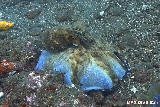 タコの捕食戦略ウェブオーバー webover