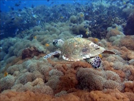 ﾊﾞﾘ島ダイビング：ヌサペニダのカメ