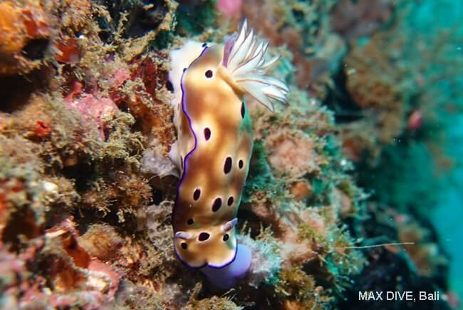 マダライロウミウシ、Hypselodoris tryoni, パダンバイ・ジェティ(Jetty)