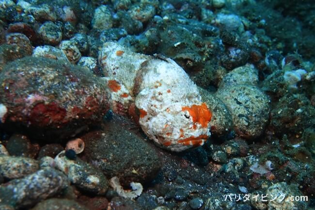 シラユキカサゴ, scorpaenopsis obtusa