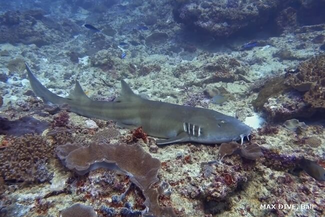 イヌザメ, brownbanded bamboo shark, バリ島ヌサペニダのマンタポイントで見た