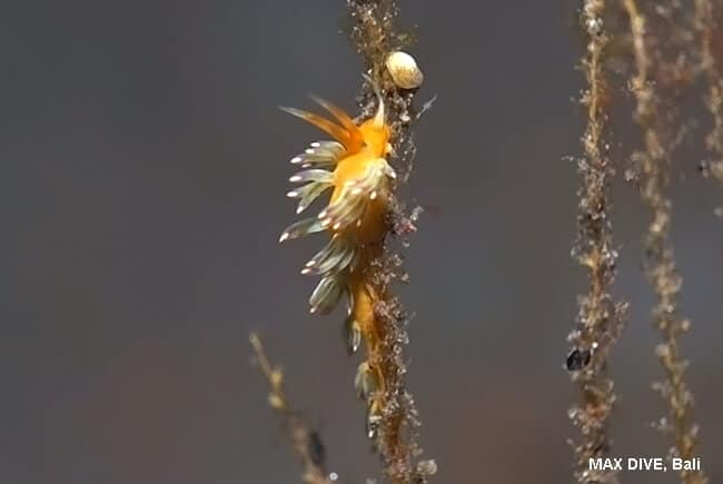 フジエラミノミノウミウシ,Trinchesia sp. ，フジエラミノウミウシの一種８