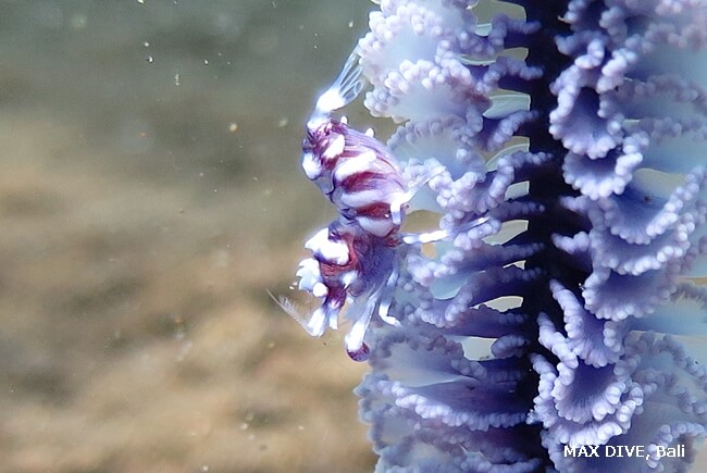 エボシカクレエビ属の一種,　Horned sea pen shrimp,
バリ島プリジャティ,Puri Jati,