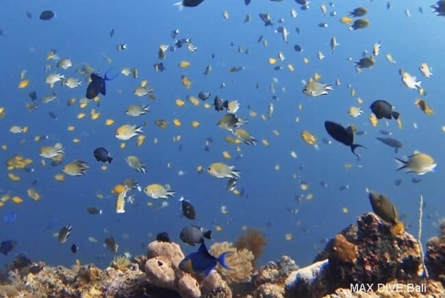 スズメダイの群れ、バリ島ムンジャンガン