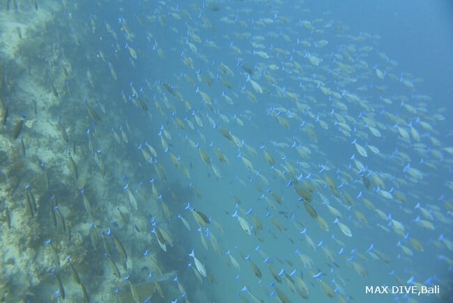 ムンジャンガン島、POS１の魚の群れ