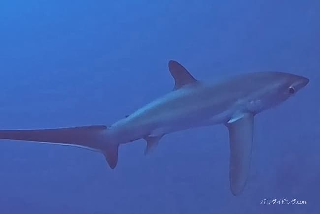 ニタリ（Thresher shark) バリ島ヌサペニダ
