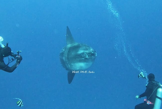 マンボウとダイバー、バリ島