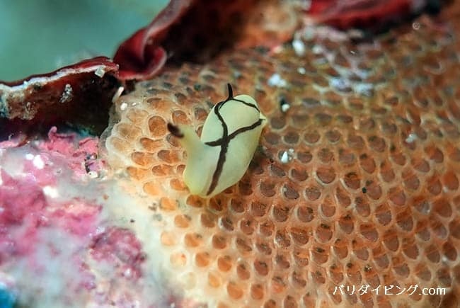 オレンジウミコチョウ,Siphopteron brunneomarginatum
