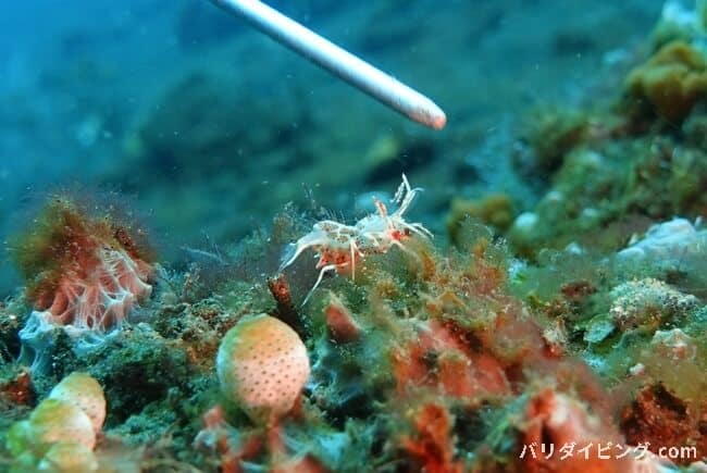 トゲツノメエビ、phyllognathia ceratophthalma