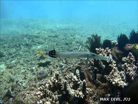 バリ島パダンバイで見たヘラヤガラ。英名はchinese trumpetfish,