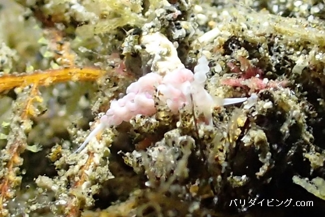 チゴミノウミウシ, Favorinus japonicus