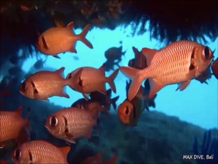 バリ島パダンバイ，ナミマツカサ，bigscale soldierfish