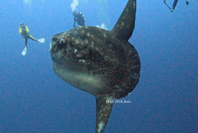 マンボウ、バリ島ヌサペニダ